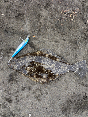 ソゲの釣果