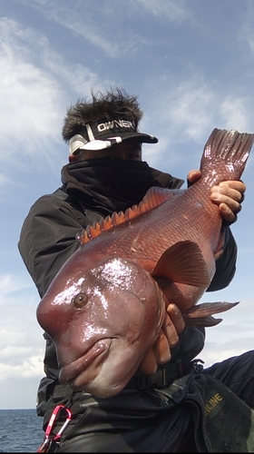 コブダイの釣果