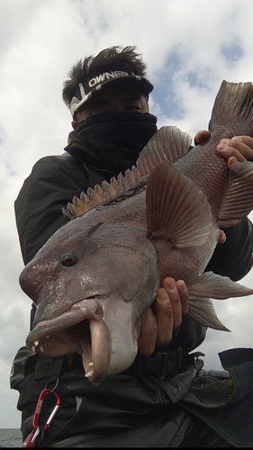 コブダイの釣果