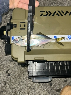 マアジの釣果
