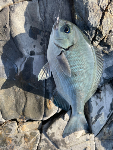 メジナの釣果