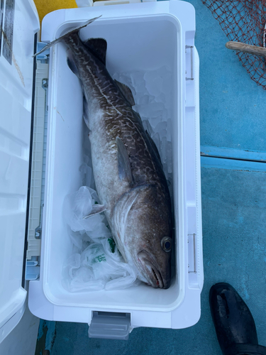 マダラの釣果