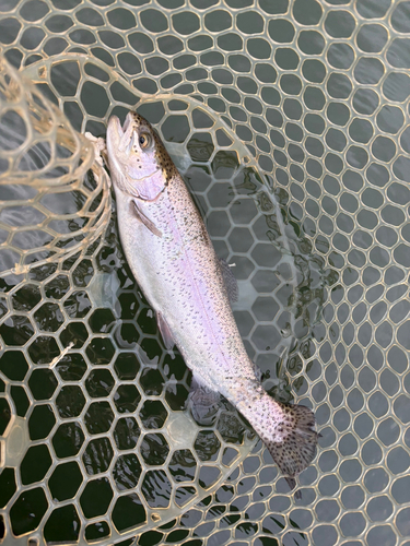 レインボートラウトの釣果