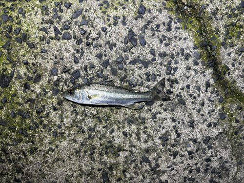 ハネ（マルスズキ）の釣果