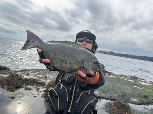 メジナの釣果