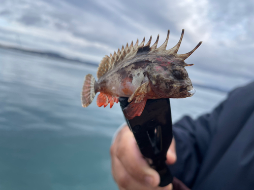 ハオコゼの釣果