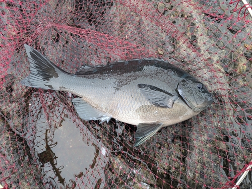 グレの釣果