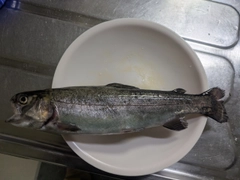 ニジマスの釣果