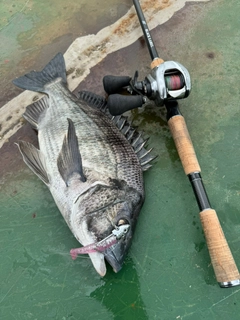 チヌの釣果