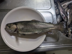 ニジマスの釣果