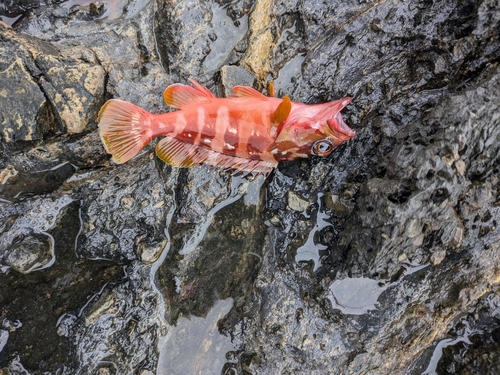 アカハタの釣果