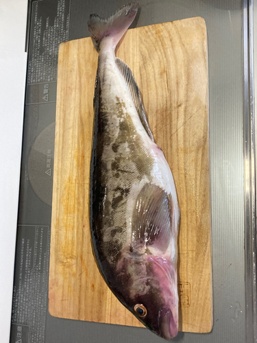 ホッケの釣果