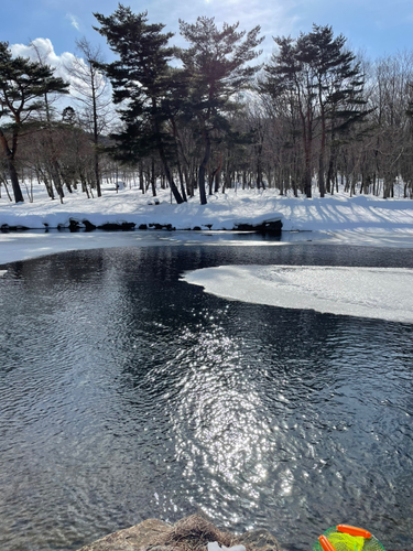 トラウトの釣果