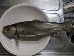 ニジマスの釣果