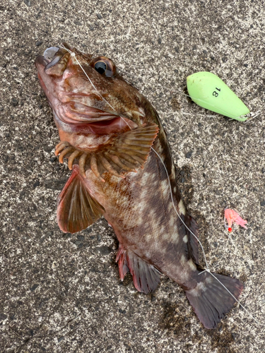 カサゴの釣果