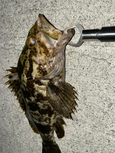 タケノコメバルの釣果