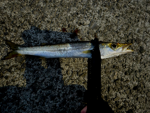 カマスの釣果