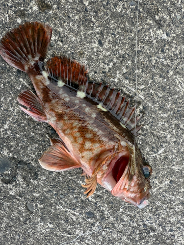 カサゴの釣果