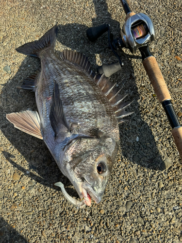 チヌの釣果