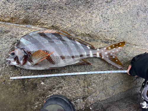 タカノハダイの釣果