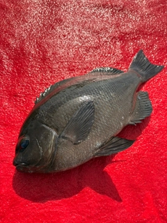 クチブトグレの釣果