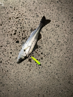 セイゴ（マルスズキ）の釣果