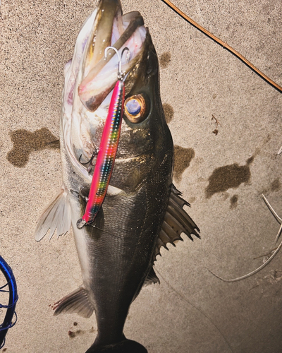 シーバスの釣果