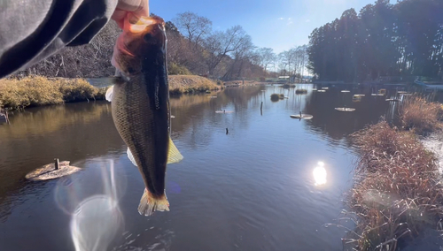 ラージマウスバスの釣果