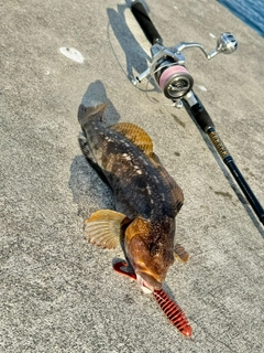 アイナメの釣果