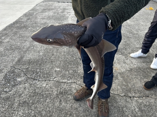 ホシザメの釣果