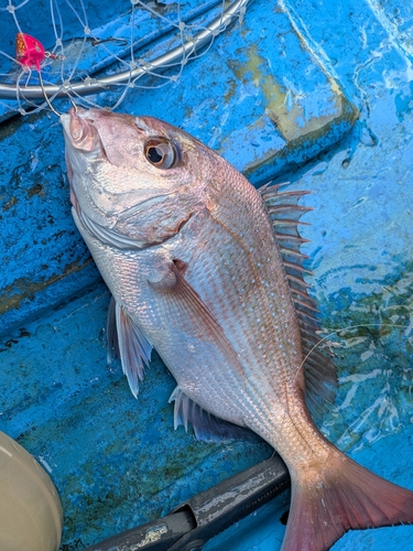 マダイの釣果