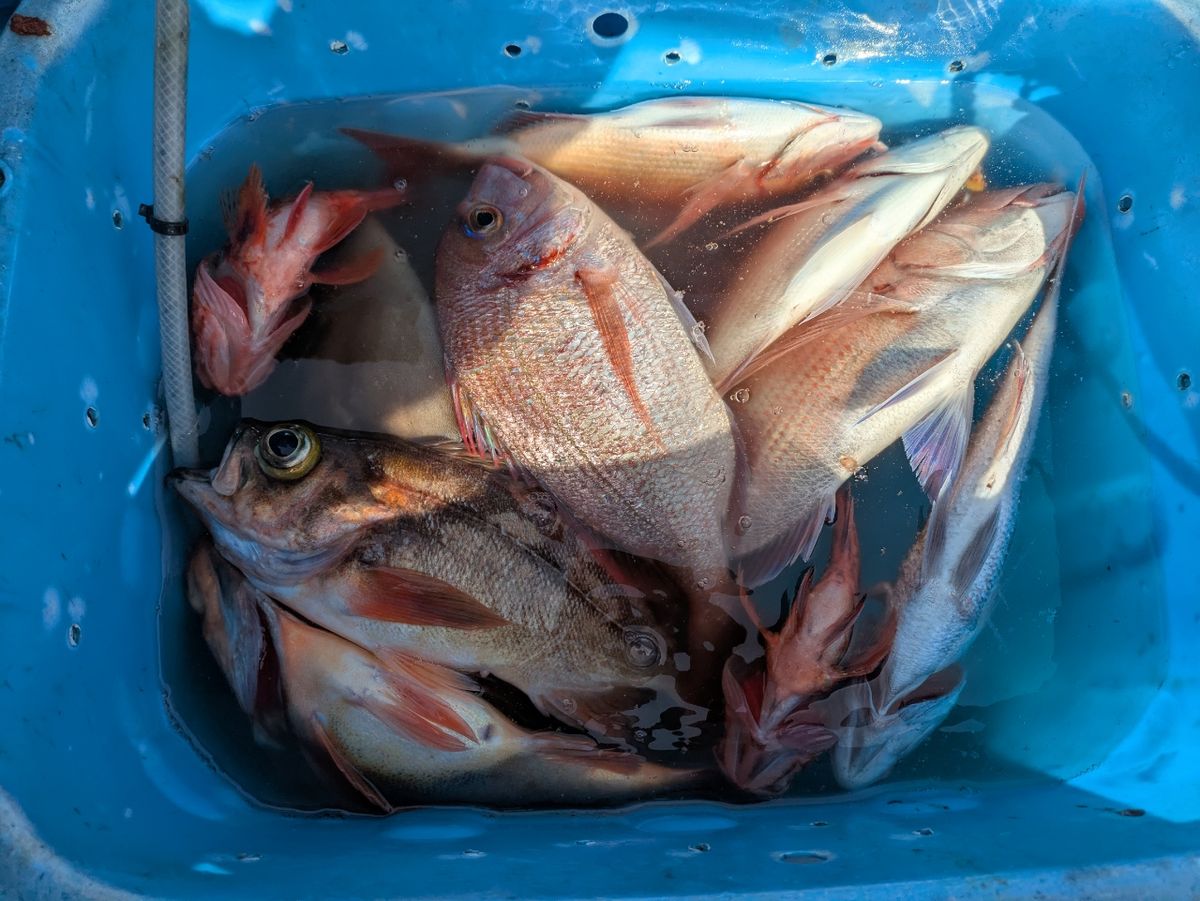 釣りバカじいさんさんの釣果 2枚目の画像