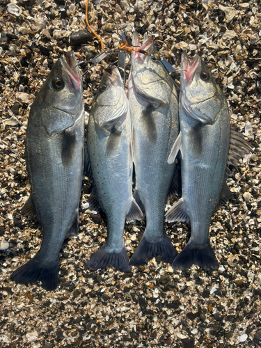 シーバスの釣果