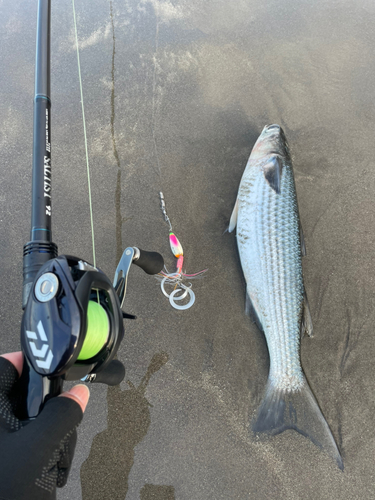 オニボラの釣果