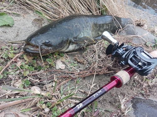 ナマズの釣果