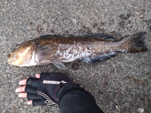 アイナメの釣果