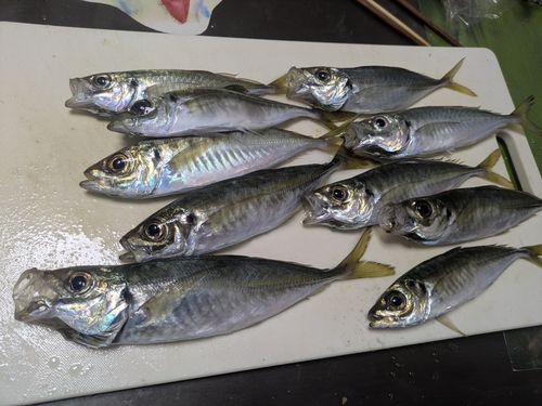 アジの釣果