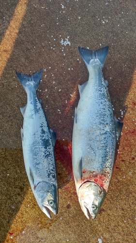 サクラマスの釣果