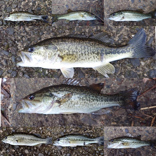 ブラックバスの釣果