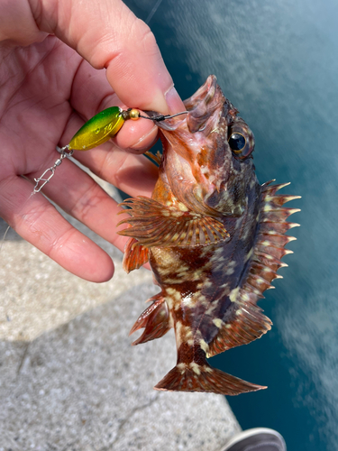 アラカブの釣果