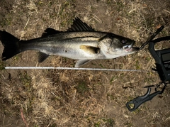 マルスズキの釣果