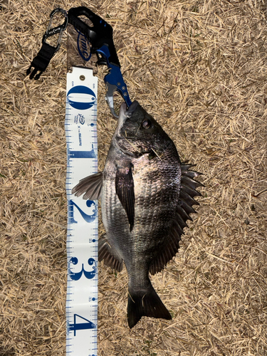 クロダイの釣果