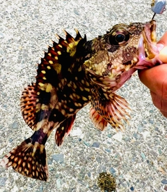 カサゴの釣果