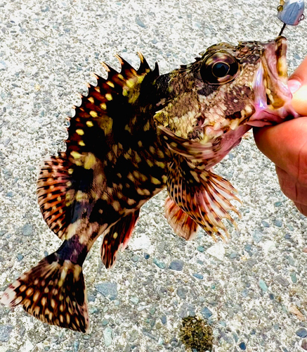 カサゴの釣果