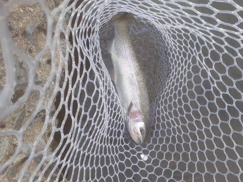 ニジマスの釣果