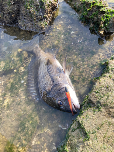 チヌの釣果