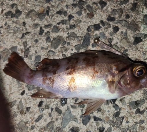 シロメバルの釣果