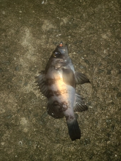シロメバルの釣果