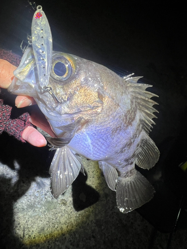 シロメバルの釣果