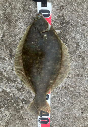 カレイの釣果